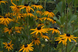 Rudbeckia fulgida 'Goldsturm'Zonnehoed bestellen